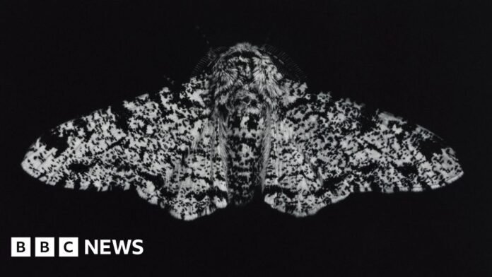 An exhibition of mezzotint prints of moths has opened in Cornwall
