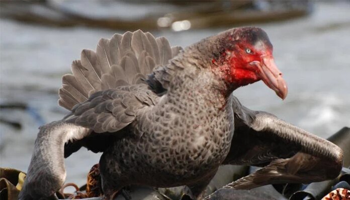 Australia reports second H5N1 bird flu case in migratory seabird
