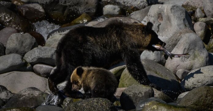 Body of suspected bear attack victim found on mountain in Japan as deadly encounters continue