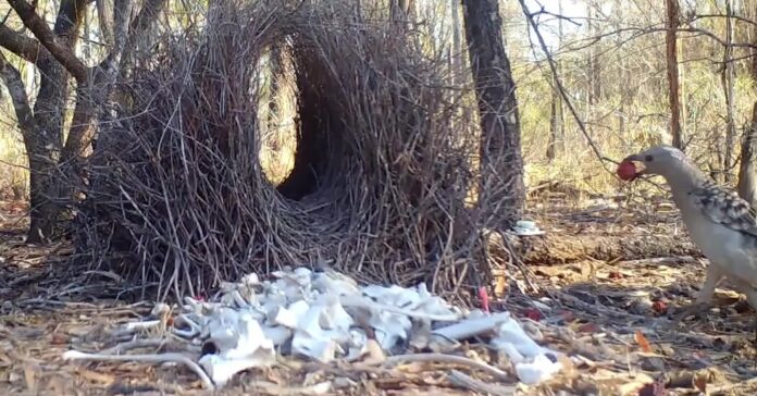 Bowerbirds Are Stealing Cash, Plastic and Handcuffs for Love