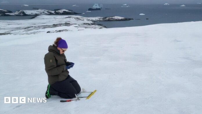 Emily taking samples on Gourlay Snowfield, a patch of snow on an island. She is wearing black trousers, a dark green coat and purple headband, kneeling in the snow with sampling equipment in front of her. In the distance there are lots of icebergs floating in the dark grey-blue ocean.