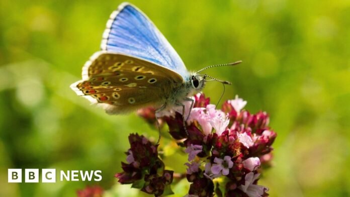 Calls to help restore Surrey's chalk grassland for rare insects