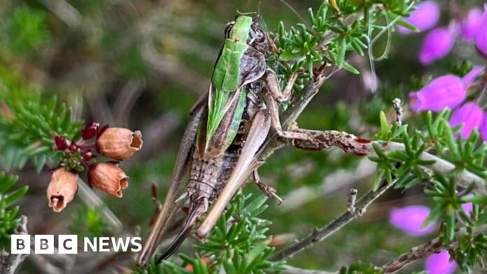 Citizen scientists aim to revive bog bush cricket in East Anglia