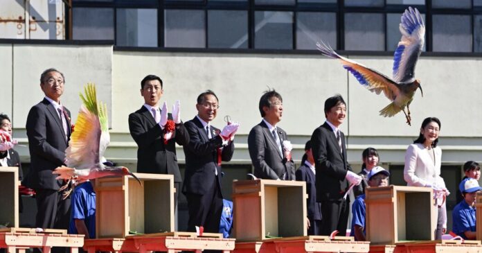 Crested Ibises Get the Royal Treatment in Japan as They Fly Again