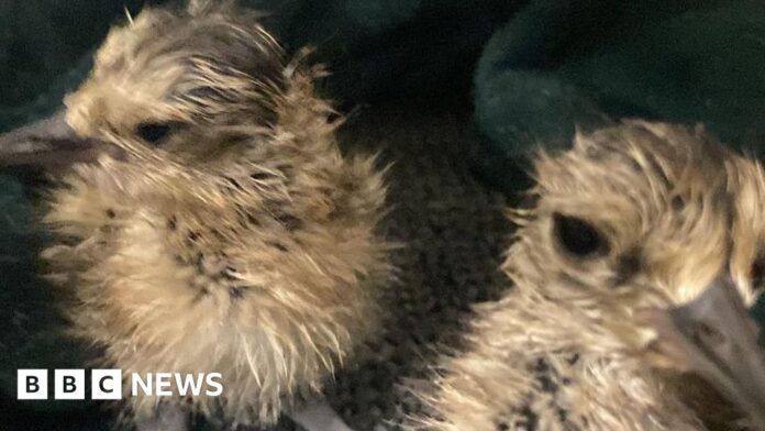 Curlews: Endangered bird eggs hatch after being saved from wildfire