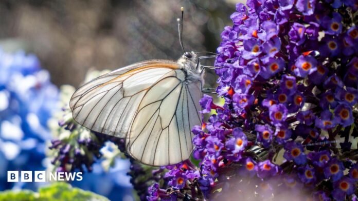 A close-up shot of a butterfly on a leaf