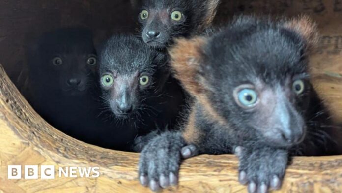 Devon trust celebrates birth of rare red ruffed lemur quadruplets