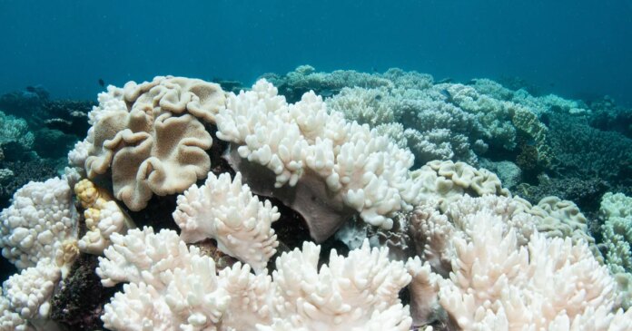 El Niño could bring more widespread coral bleaching, NOAA warns