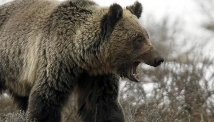 'Extremely intelligent' bear at large in Japan after hurting four