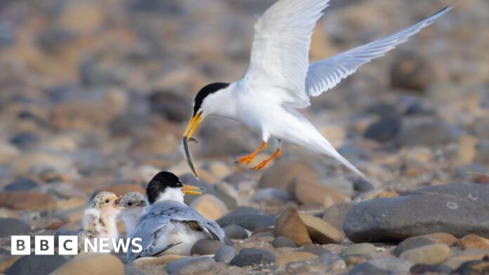 Fears dogs to blame for drop in Seaton Carew little tern numbers