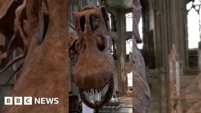 Close-up of a Titanosaur skull.