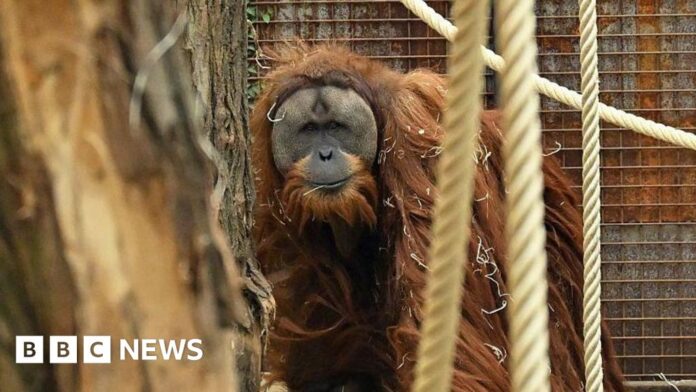 Four days of rain slashed population of world's rarest orangutans, study says