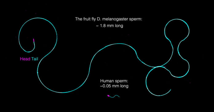 Fruit Fly Sperm Are Giant. How Do They Stay Untangled?
