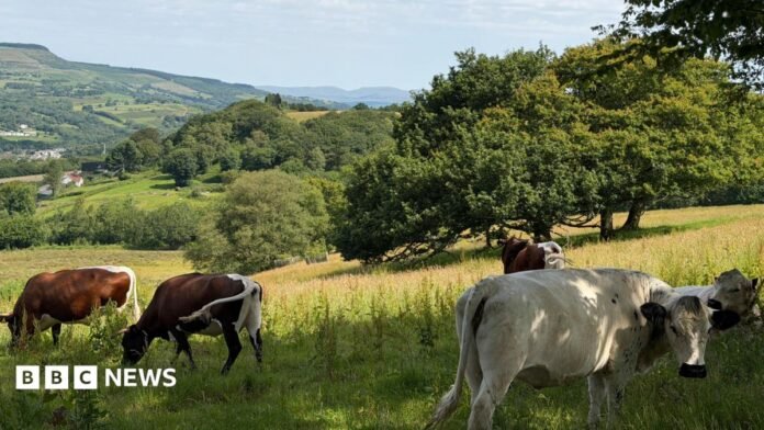 Cows are seen standing around in shade