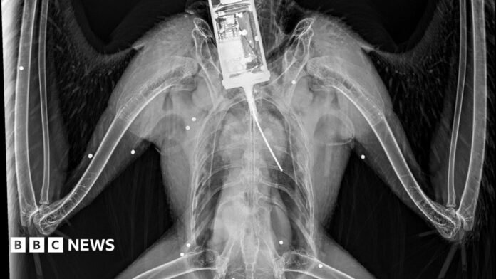 An X-Ray of a golden eagle with little white spots where shotgun pellets have lodged
