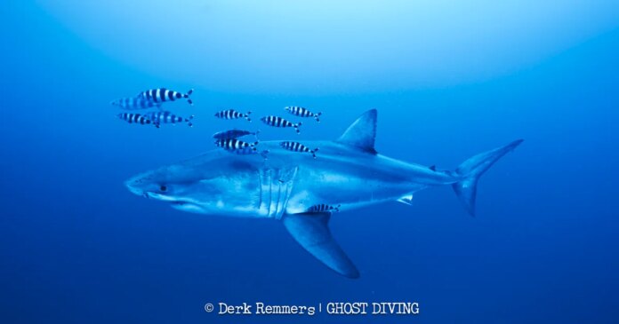 Great white shark captured on video in Mediterranean Sea in 