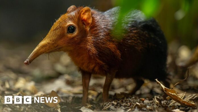 Hertfordshire Zoo celebrates birth of second pair of Sengi pups
