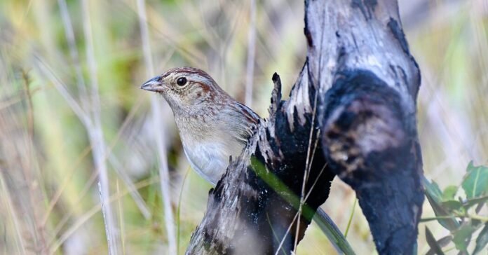 How a Bird’s Habitat Can Change Its Song
