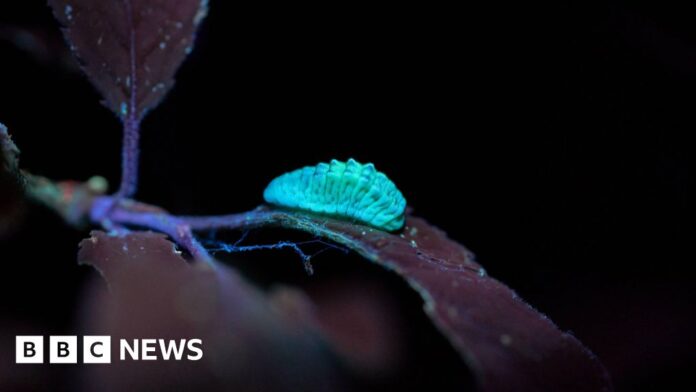 How a rare butterfly find in Surrey drove conservation research