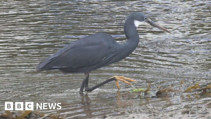 Hundreds of bird lovers flock to Caernarfon to see Western reef heron