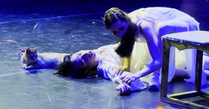In Its Tragic Finale, ‘Romeo and Juliet’ Is Interrupted by a Cat