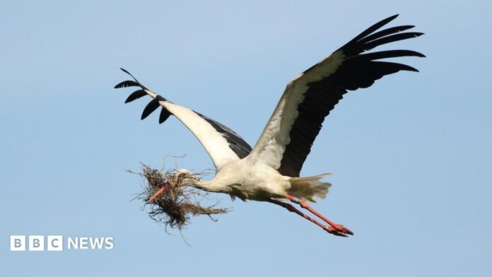 A white stork is flying with a large bunch of vegetation in its bill