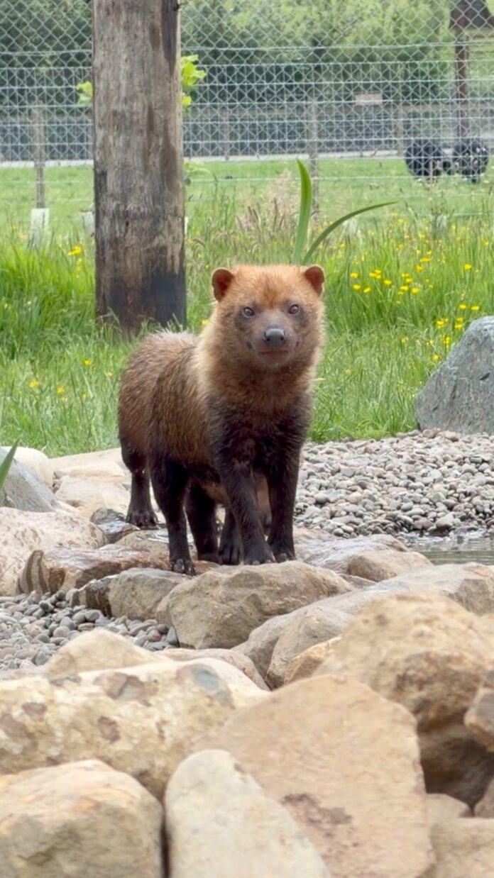 Lake District Wildlife Park welcomes mischievous bush dogs
