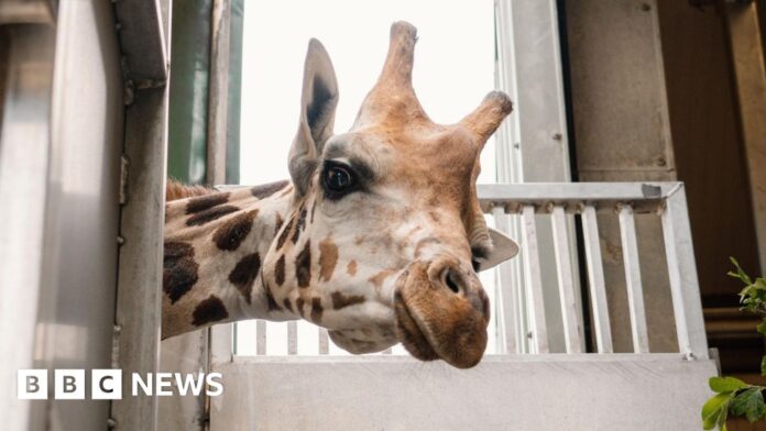 Longleat welcomes new Nubian giraffe to help save species 