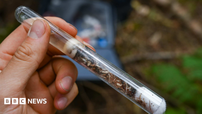 A close-up of a test tube with ants in it, being held in a person's hands.