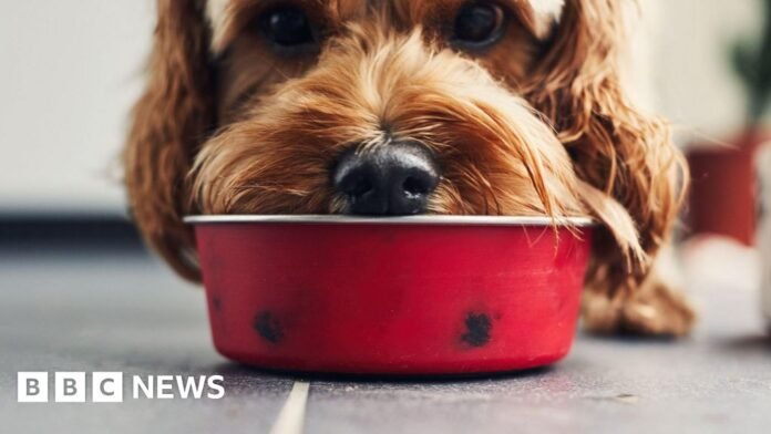 Microplastics in over 75% of pet food, study finds