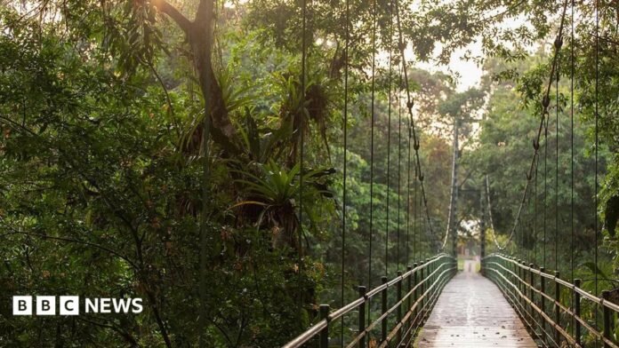 A suspended walkway through the rainforest canopy. The trees are lush and green and very tall.