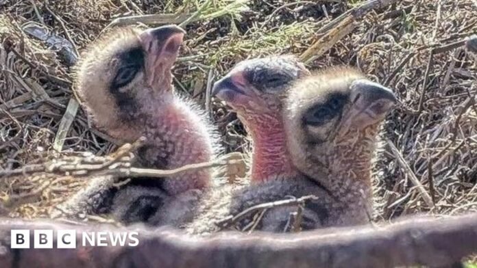 New chicks hatched by Glaslyn osprey project