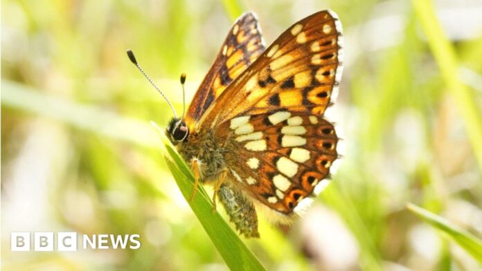Rare butterfly population increases by 9000% in Kent in 20 years