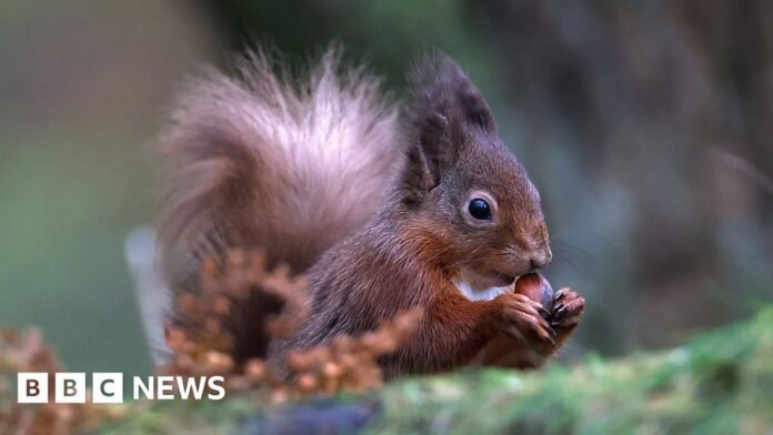 Red squirrel sickness reports in Tweeddale under investigation