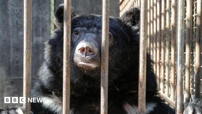A black moon bear looks out of a small cage with bars. It has its paws resting on top of the bars as it looks at the camera.