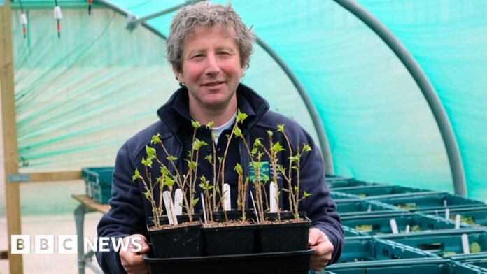 Revival project for endangered native trees in North Yorkshire