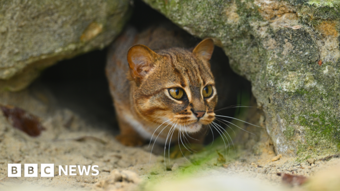 Rusty-spotted cat to join breeding scheme at The Big Cat Sanctuary