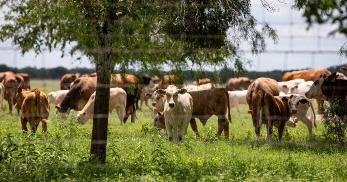 Screwworm Flies Add to Cattle Ranchers’ Woes