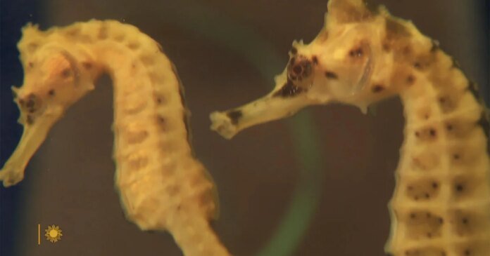 Seahorses and seadragons, some of Nature's most curious creatures