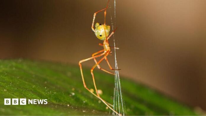 A close-up image of the 'ballista' spider weaving a cone-shaped trap of silk lines