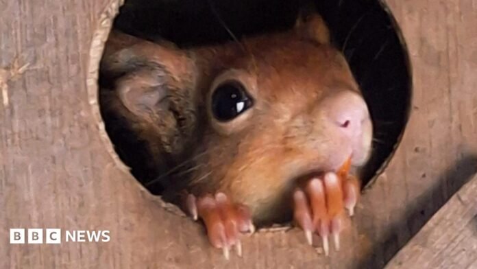 A young red squirrel peaks out from a hole in a wooden nest box