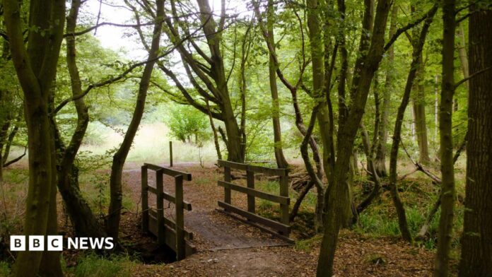Balls Wood, showing lots of woodland trees, brown leaves on the ground, green leaves on the trees and a wooden bridge over a stream. 