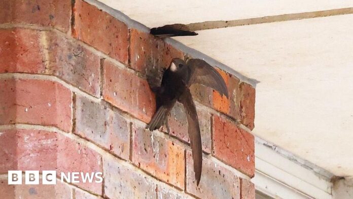 Swifts ‘displaced’ after Dorking demolition, campaigners say