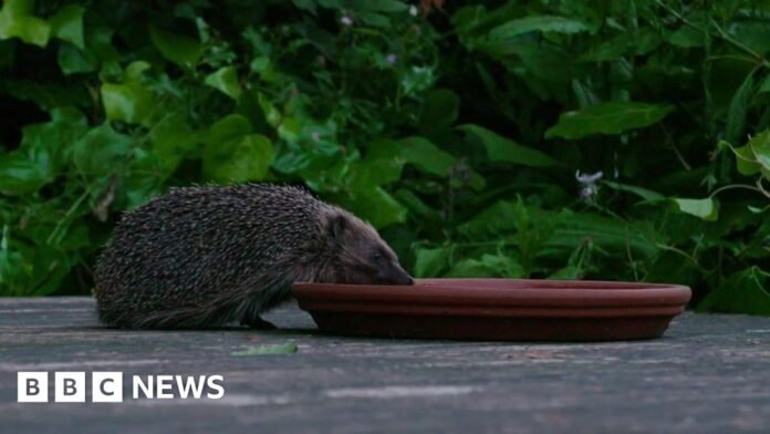 The Barnes highway helping the capital's urban hedgehogs