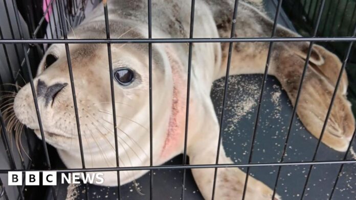 The fight to end seals, dolphins and whales dying in fishing nets