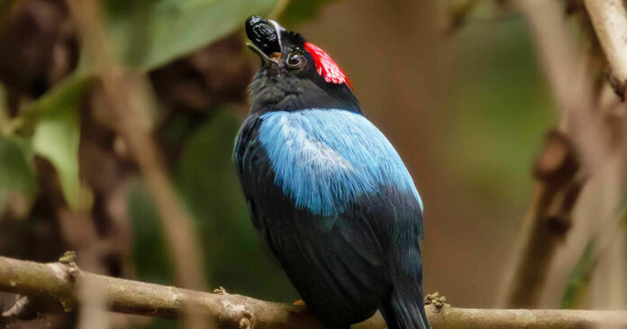 These Birds’ Backflips Are Fueled by Sugar