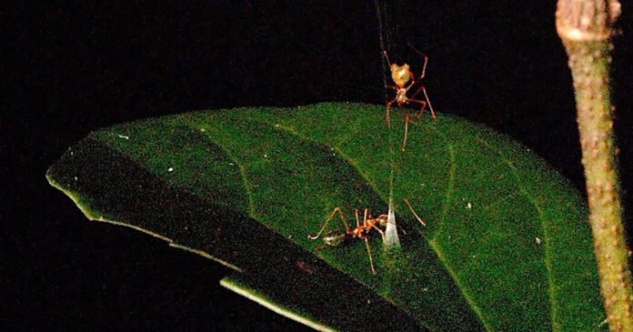 This Trap Wants Ants to Take a Bite