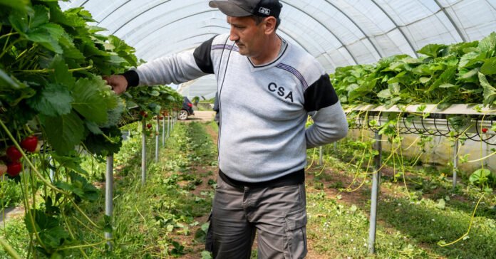 Those British Strawberries Are Being Picked by Central Asian Workers