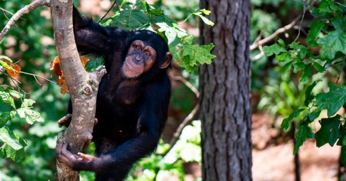 Tickled Apes Reveal the Rhythmic Roots of Laughter