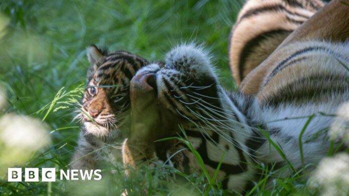 Tiger cub part of litter of four born in Howletts has died